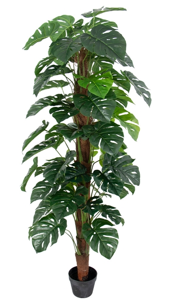 Monstera-Pflanze, 170 cm hoch, gebunden im Topf - Künstliche Grünpflanze